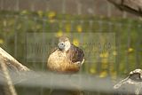leipzig zoo-01_07_2011_gondwanaland_010